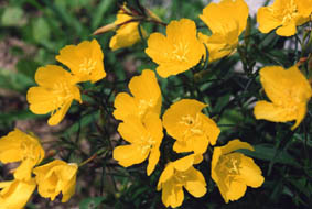 Oenothera fruticosa